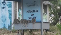 İstanbul'un göbeğinde endişe yaratan görüntü! Dev fareler mama ve su kaplarına akın etti