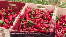 Pays basque : la récolte de piments d’Espelette s’annonce prometteuse