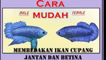 Begini caranya!!!,cara membedakan cupang jantan dengan cupang betina