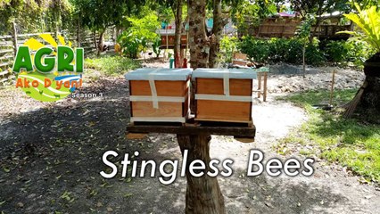 Stingless Bees