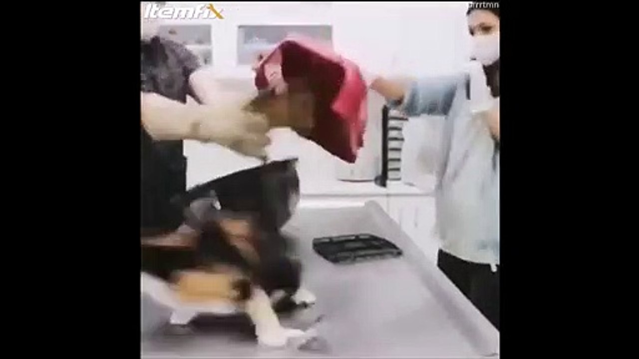 Un chat un peu nerveux chez le vétérinaire