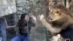 Ce zoo a installé une cage de verre pour être au plus prêt des lions