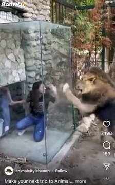 Ce zoo a installé une cage de verre pour être au plus prêt des lions