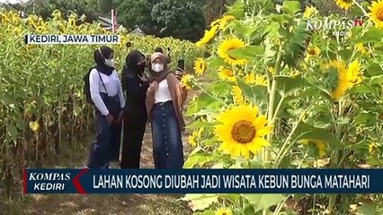 Ubah Lahan Kosong Jadi Wisata Kebun Bunga Matahari