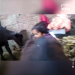 Hilarious Video Shows Buffalo Dancing Along With The Owner