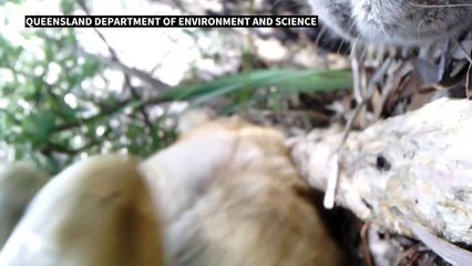 Australie: des images inédites révèlent la vie secrète d'un dingo