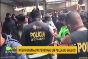 Cajamarca: intervienen a 200 personas mientras realizaban peleas de gallos