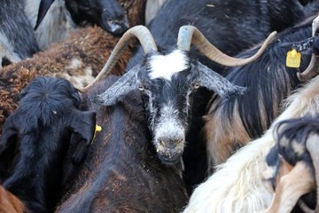 Erdemli'den Manavgat'a 358 küçükbaş hayvan desteği