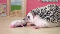 Funny Animals - Cute Porcupines #35 - Animals Video 2021