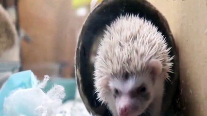 Funny Animals - Cute Porcupines #36 - Animals Video 2021