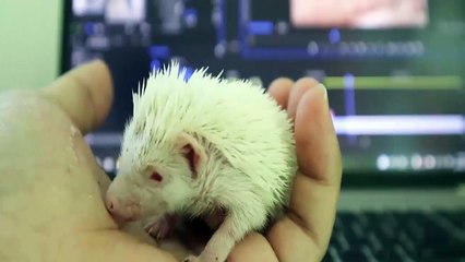 Funny Animals - Cute Porcupines #39 - Animals Video 2021