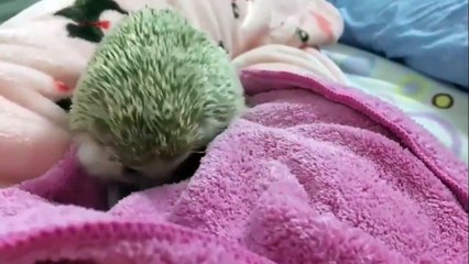 Funny Animals - Cute Porcupines #40 - Animals Video 2021