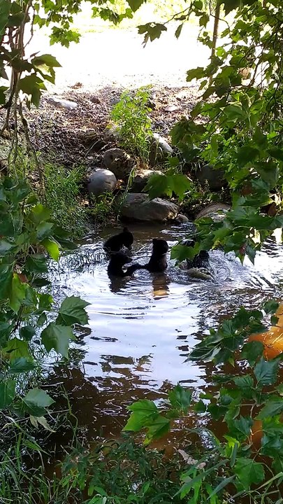 Baby Bears Taking A Bath