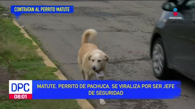 En Hidalgo un perrito se convirtió en jefe de seguridad de una farmacia