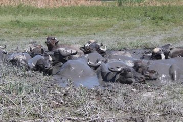 Iğdır Ovası'nda Afrika'yı aratmayan görüntüler
