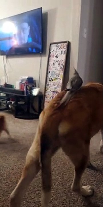 Cockatiel Rides Dog