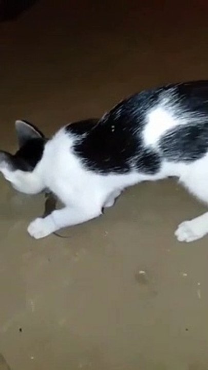 Cat plays with mouse #shorts