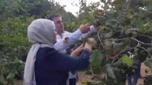 AK Parti Kocaeli Milletvekili Katırcıoğlu, Kandıra'da fındık hasadına katıldı