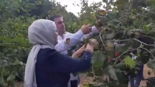 AK Parti Kocaeli Milletvekili Katırcıoğlu, Kandıra'da fındık hasadına katıldı