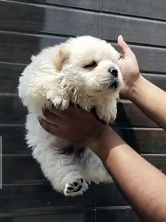 Chow chow puppy