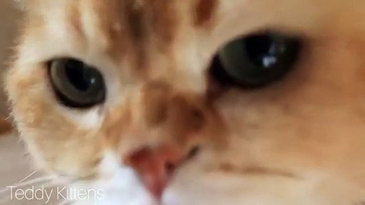 Precious moment - Cat William meet his son Akai
