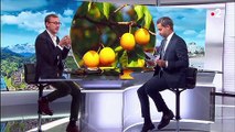 Alimentation : Comment bien choisir ses prunes ?