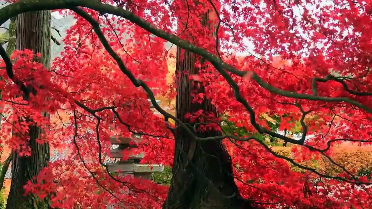 BEAUTIFUL FLOWERS COLLECTION HD (1)