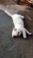Tingkah lucu anak kucing warna putih | Kesurupan