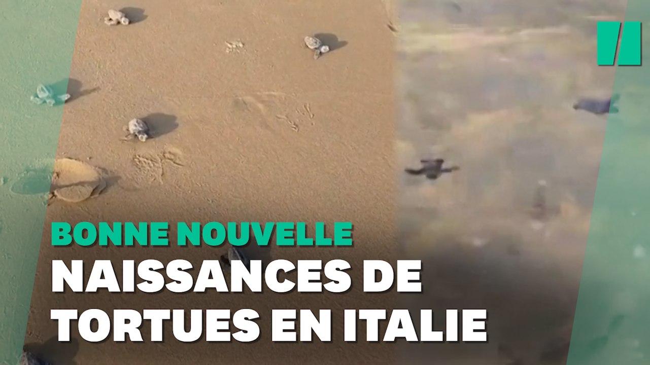 Le premier bain de ces bébés tortues en Italie va vous faire fondre
