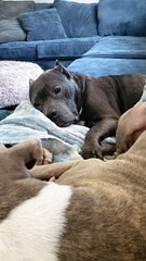 Doggo Sounds Like Dinosaur