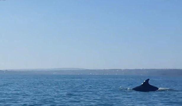 Dauphins dans la baie_de_Saint-Brieuc