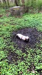 Gerda the Mud Puddle Pup