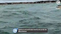Baleia é encontrada morta em praia de Marataízes