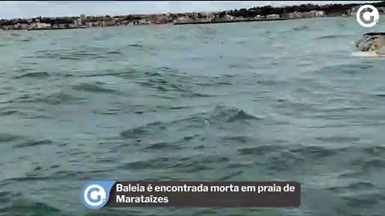 Baleia é encontrada morta em praia de Marataízes