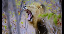 Stunning Lion sightings - Compilation by Private Kruger Safaris - seen in Kruger National Park, South Africa on safari.