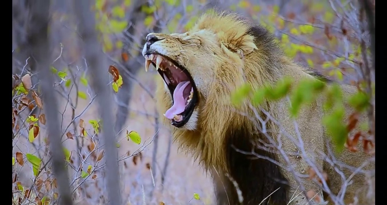 Stunning Lion sightings - Compilation by Private Kruger Safaris - seen in Kruger National Park, South Africa on safari.