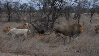 Two Wild White Lion Cubs of the Birmingham Pride seen close to Orpen Gate Kruger Park - Oct 2019