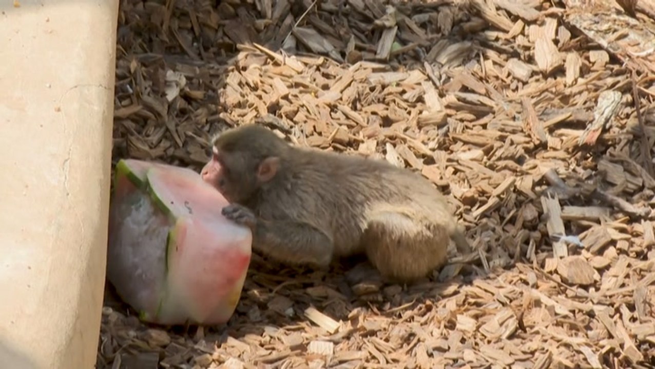 Rome's zoo animals cool off with frozen treats on a hot day