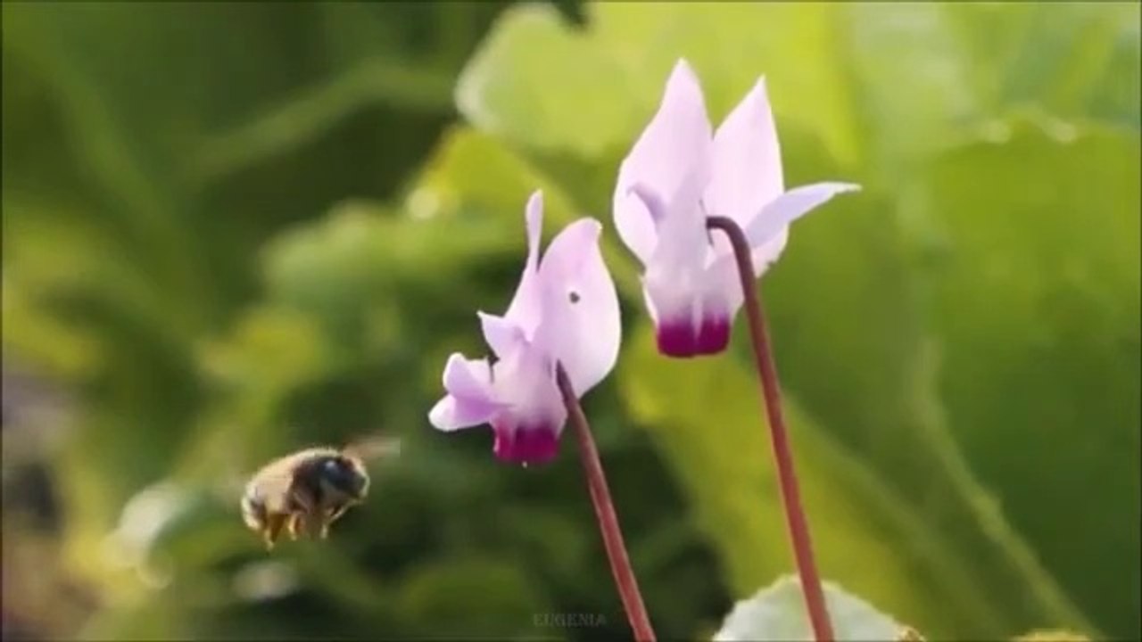 Puedes Escuchar la Música más Hermosa para Siempre