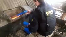 PRF: 405 quilos de maconha apreendidos com umuaramenses são incinerados