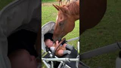 Baby Boy Meets Horse for the First Time