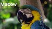 Macaws are a popular choice for pet birds. They are intelligent, beautiful, and affectionate birds.