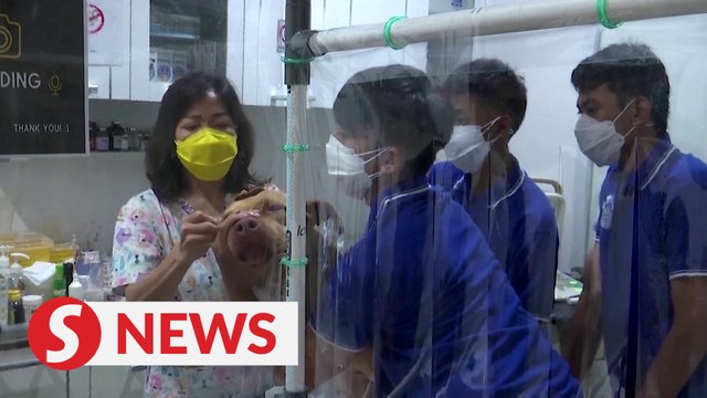 Indonesian volunteers shelter pets of Covid-19 patients