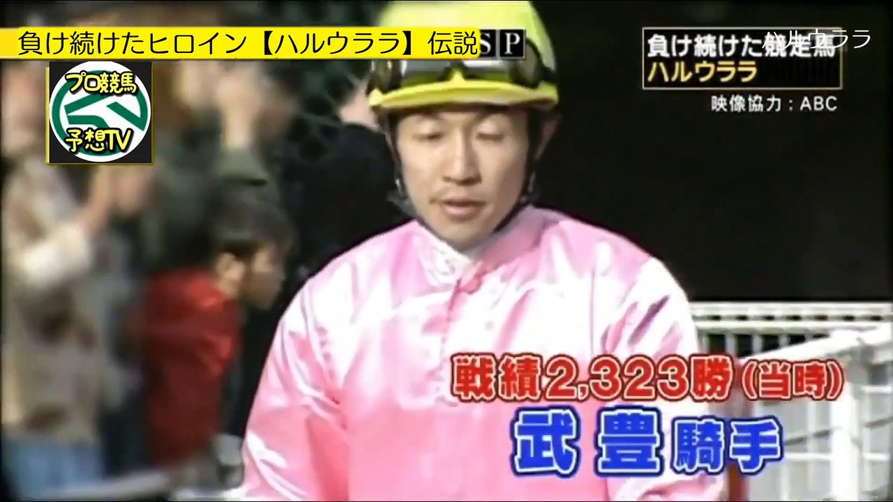 ハルウララに武豊騎乗で初勝利なるか 100連敗の競走馬_1馬