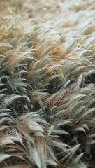 High speed wind disaster