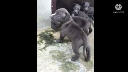 American bully puppy