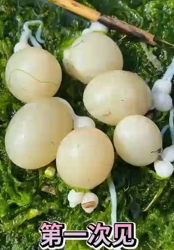 Catching Seafood Real life (Catch Shark , Catch Fish , Monster) - TikTok #004