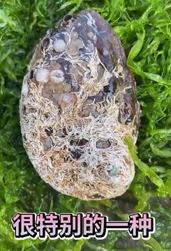 Catching Seafood Real life (Catch Shark , Catch Fish , Monster) - TikTok #005