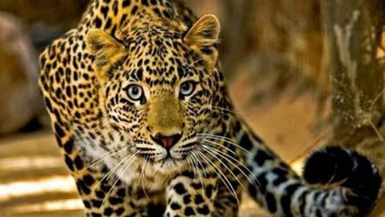 Leopard and dog falls into well, both cling to same log