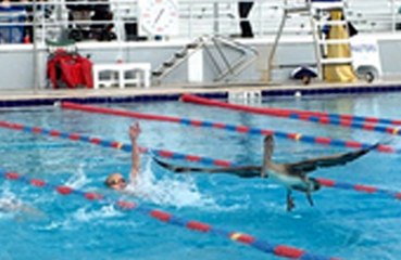 Pelican flies 100 miles after escaping zoo